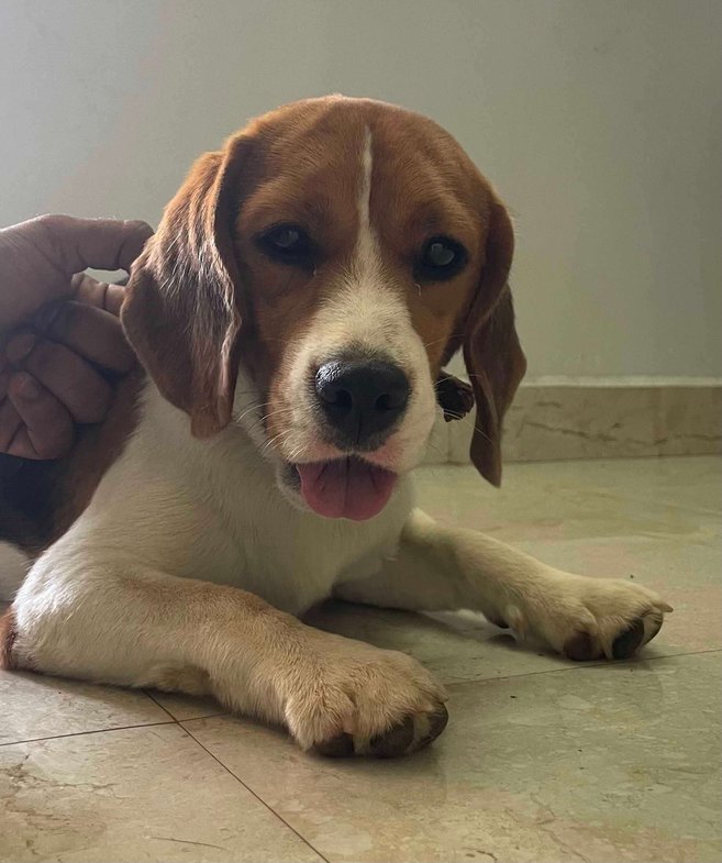 Beagle Dogs For Mating In Chennai