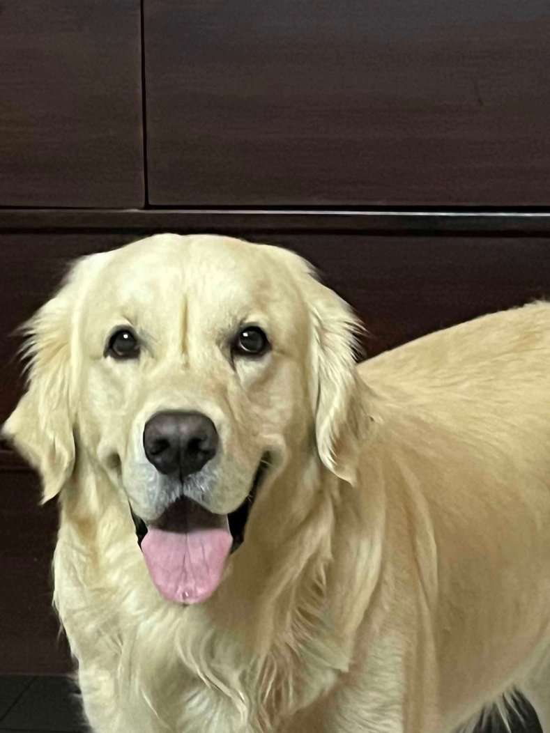 Golden Retriever Dogs For Mating In Bangalore
