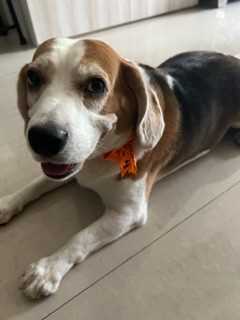 Beagle Dogs For Mating In Mumbai