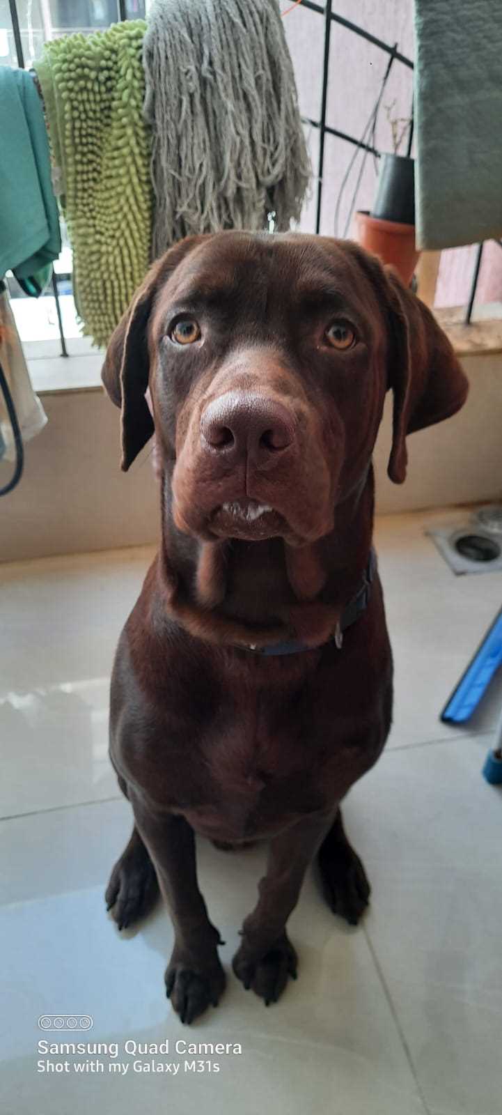 Labrador Retriever Dogs For Mating In Pune