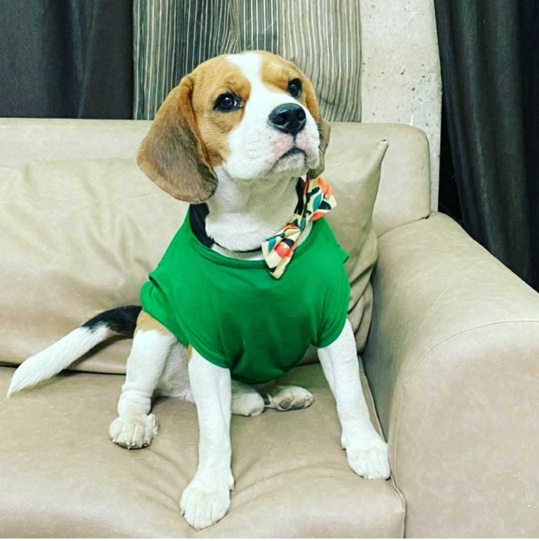Beagle Dogs For  Mating In Bhubaneswar
