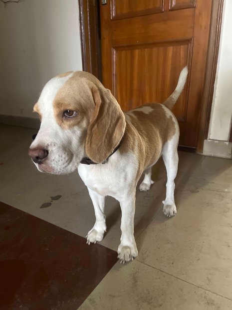 Beagle Dogs For Mating In Jalandhar