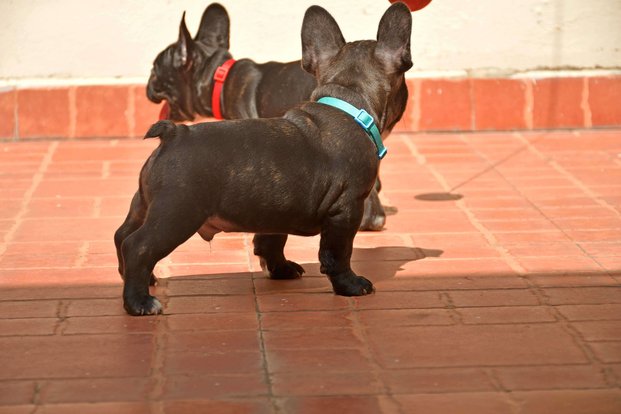 French Bulldog For Sale In Hyderabad