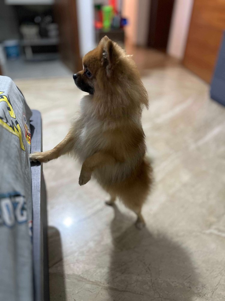 Toy Pom Dogs For Mating In Pune
