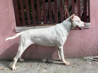 Dogo Argentino Dogs For Mating In Bangalore