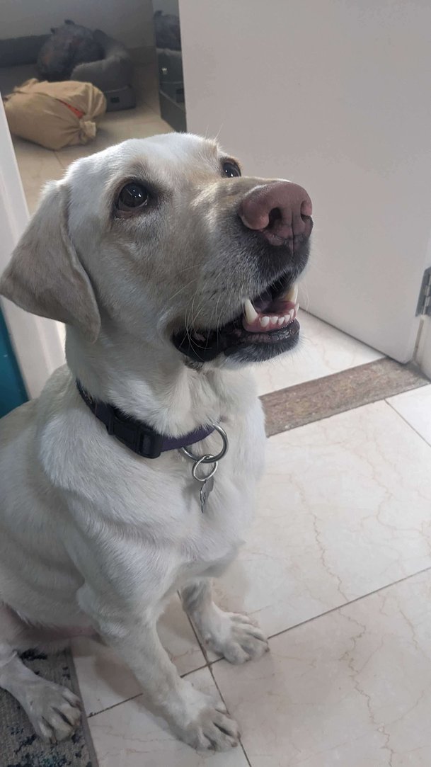 Labrador Retriever Dogs For Mating In Bangalore