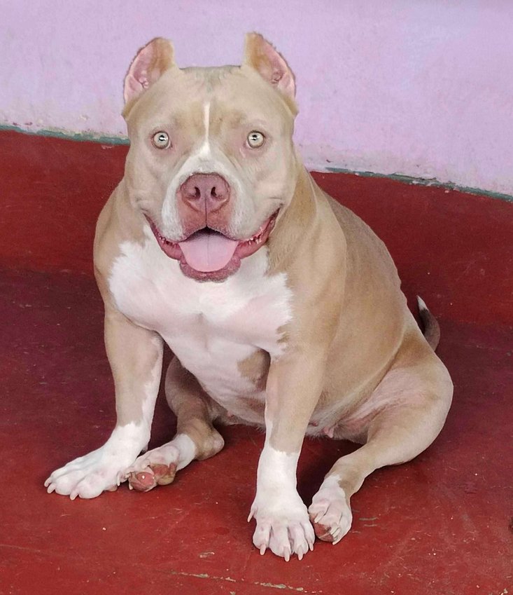 American Bully Dogs For Mating In Bangalore