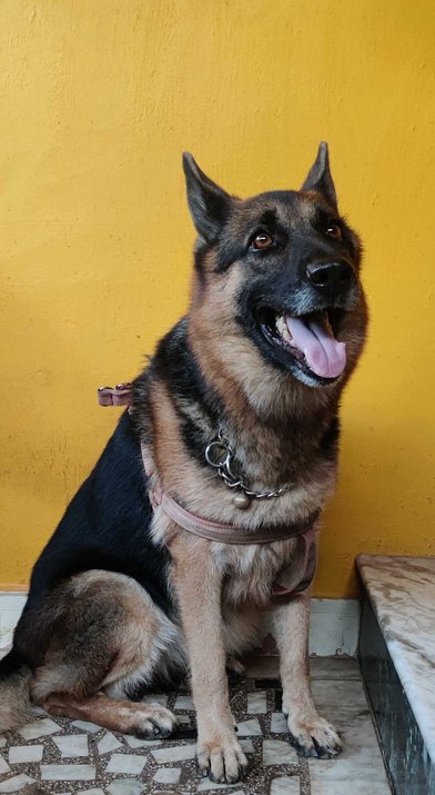 German Shepherd Dogs For Mating In Chennai