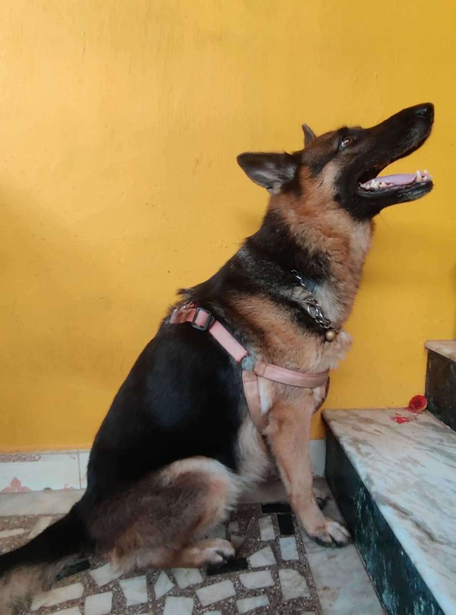 German Shepherd Dogs For Mating In Chennai