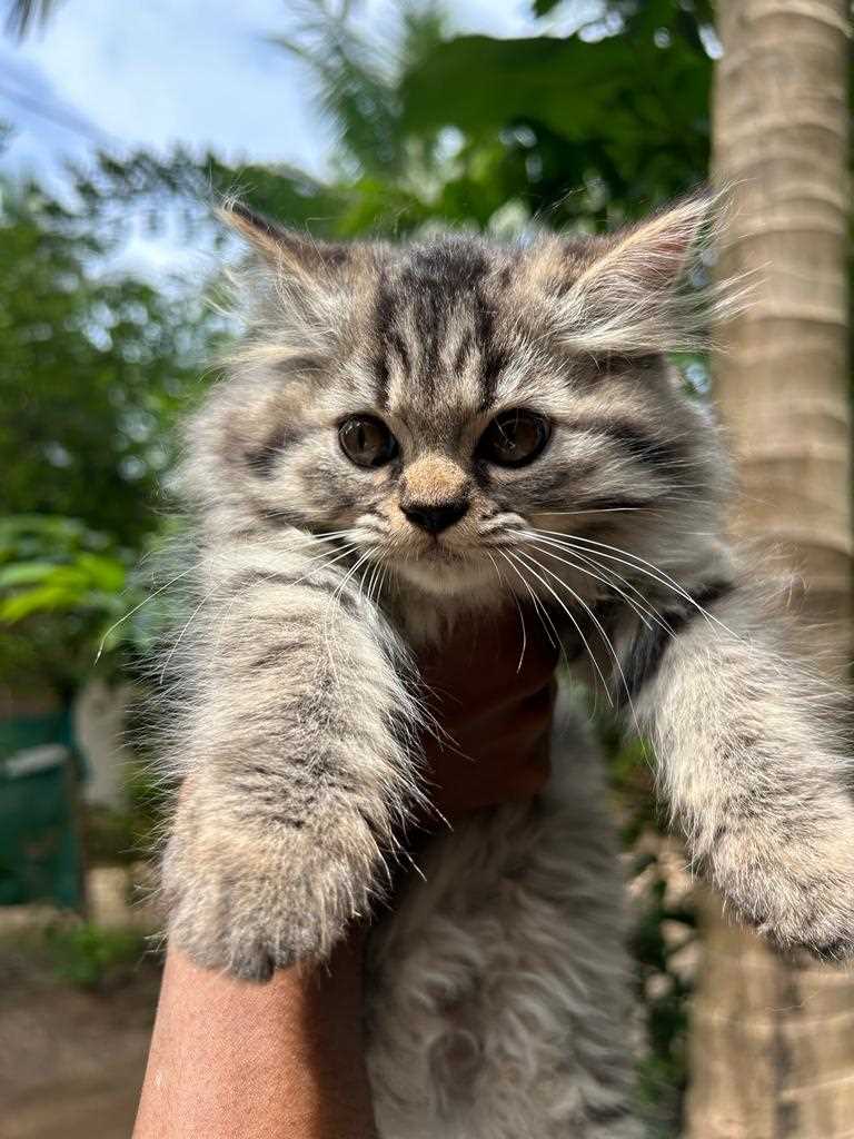 Persian For Sale In Malappuram