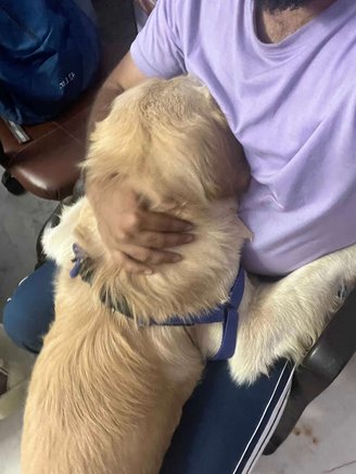 Golden Retriever Dogs For Mating In Delhi