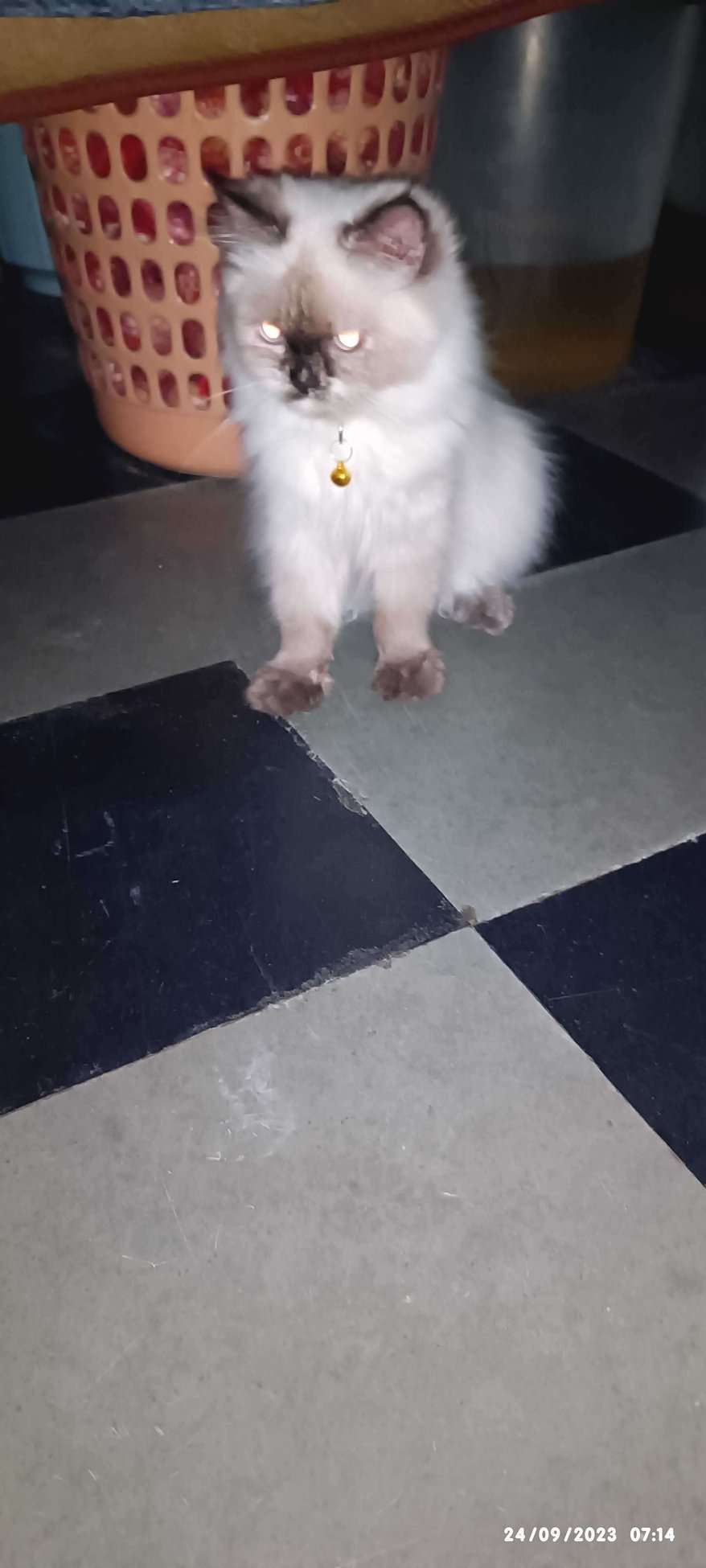 cats for sale in hyderabad kittens for sale in hyderabad