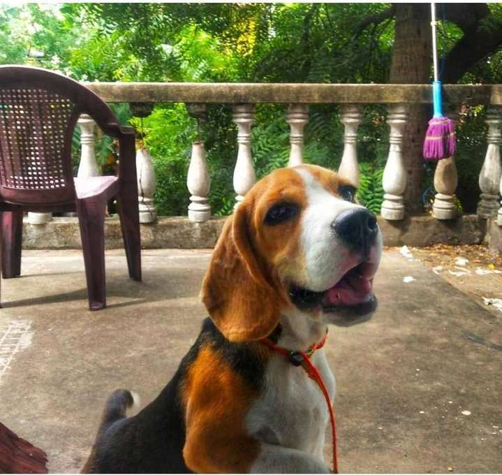 Beagle Dogs For Mating In Chennai