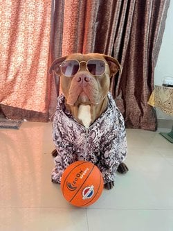 American Bully Dogs For  Mating In Delhi