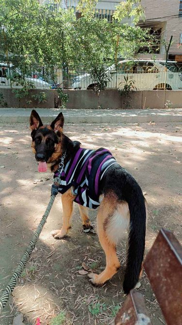 German Shepherd Dogs For Mating In Delhi