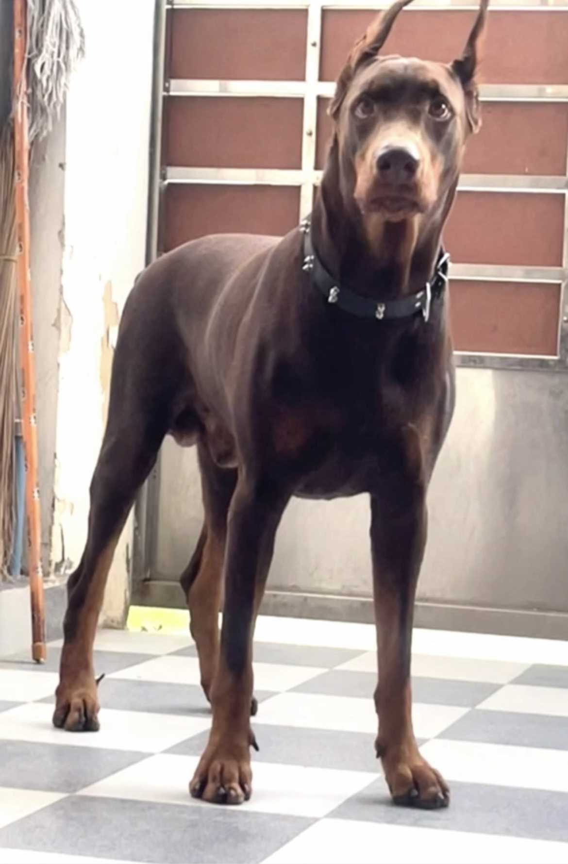 European Doberman Dogs For Mating In Chennai
