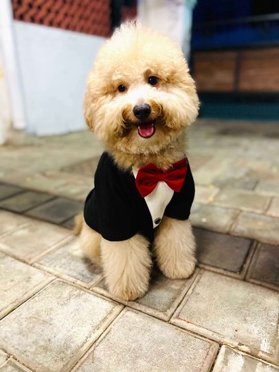 Maltipoo Dogs For Mating In Chennai