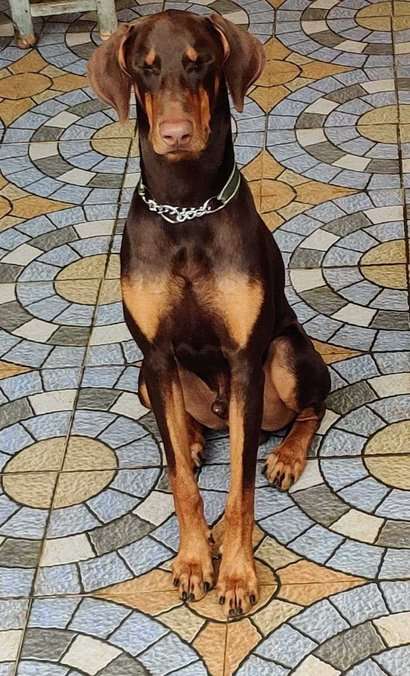 Doberman Pinscher Dogs For Mating In Bangalore