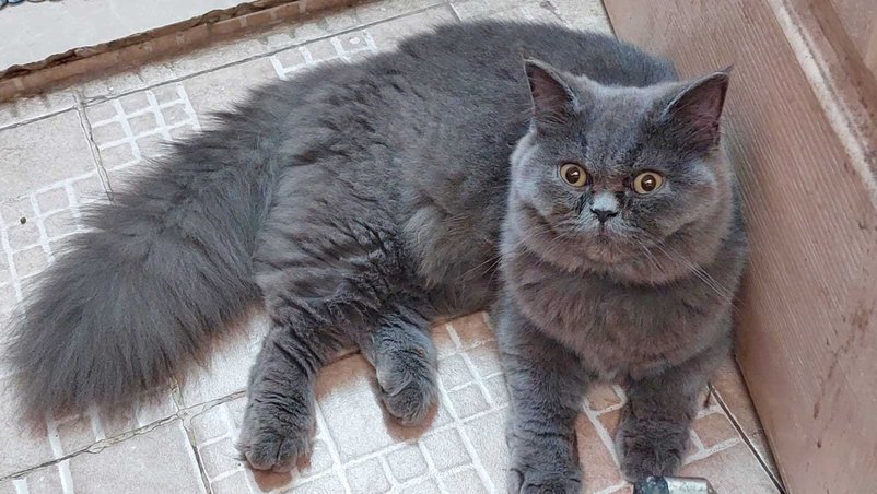 Best persian cat farm in chennai😼, Cats for sale