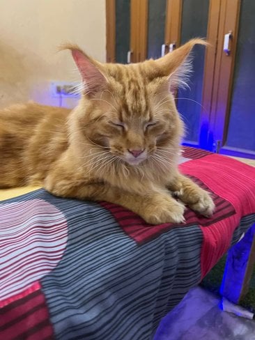 Maine Coon Dogs For  Mating In Lucknow