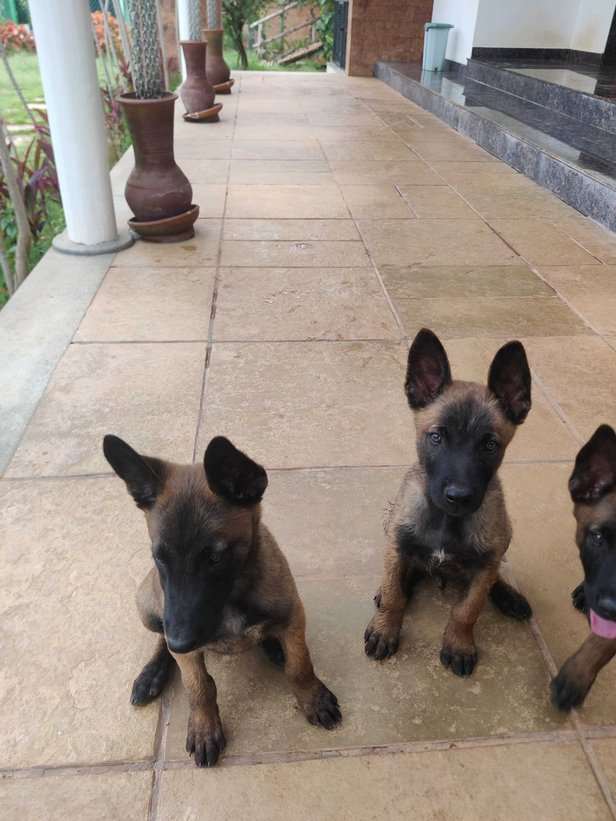 Mr n Mrs Pet