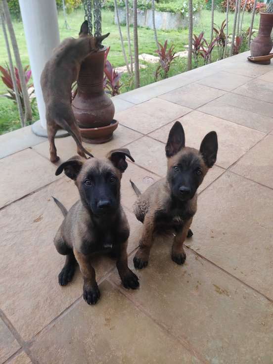 Mr n Mrs Pet