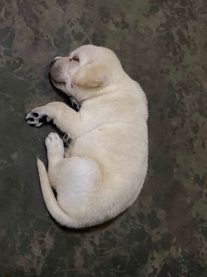 Labrador Retriever For Sale In Saharanpur