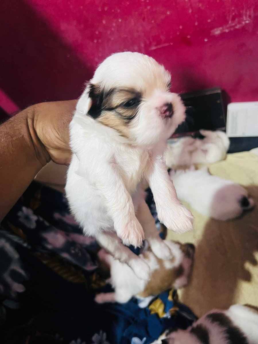 Mr n Mrs Pet