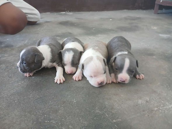 American Bully For Sale In Meerut
