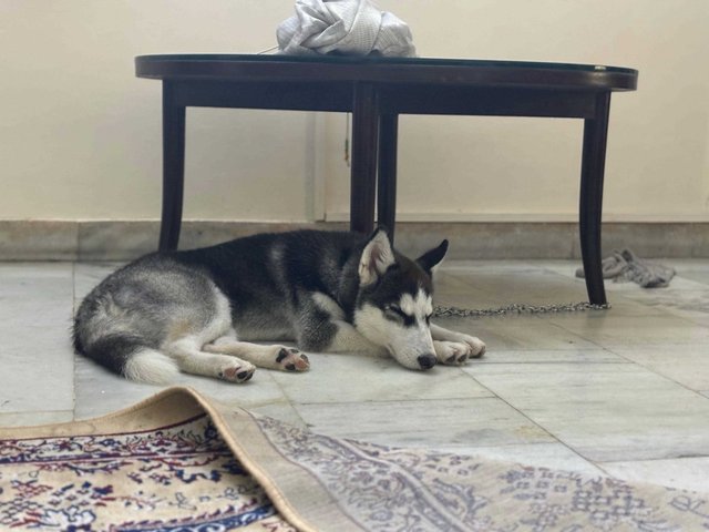 Siberian Husky For Sale In Delhi