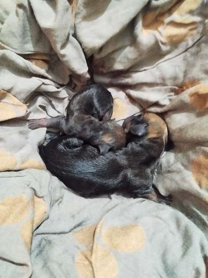 Mr n Mrs Pet