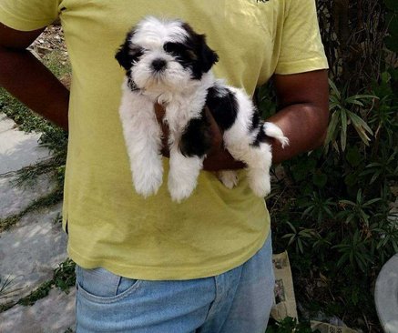 Mr n Mrs Pet