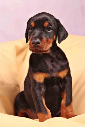 Doberman For Sale In Satara