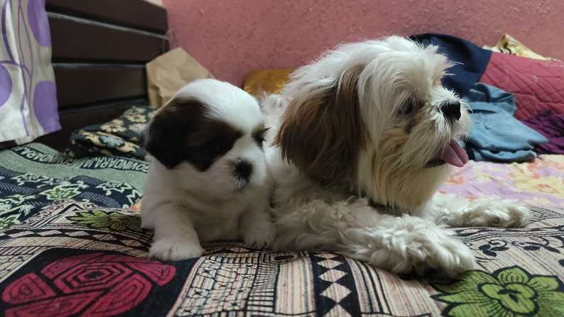 Mr n Mrs Pet