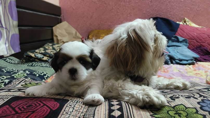 Mr n Mrs Pet