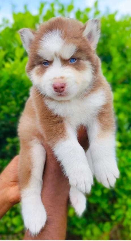 Siberian Husky For Sale In Khammam