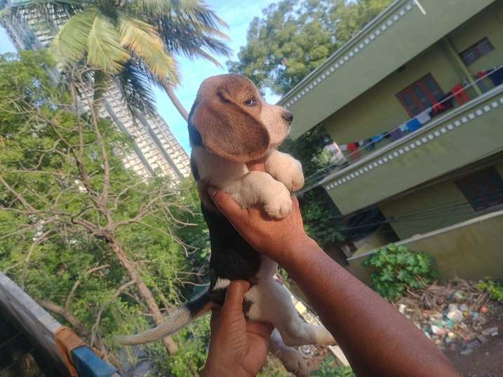 Mr n Mrs Pet