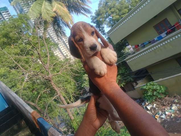 Mr n Mrs Pet