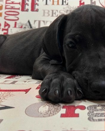 Great Dane For Sale In Delhi