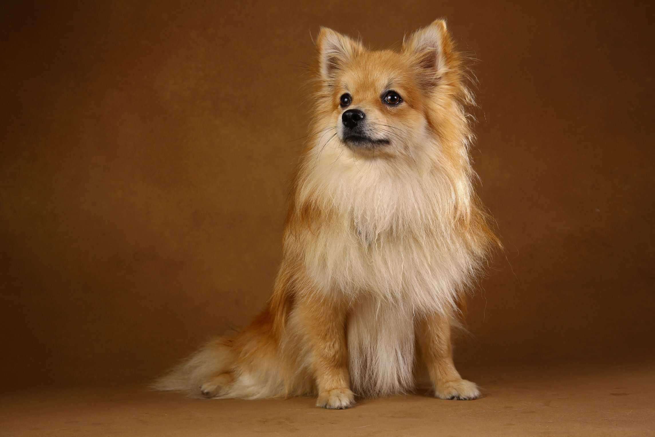 12 Budget Friendly Dog Breeds In India: Affordable and Low-maintenance Dog Breeds