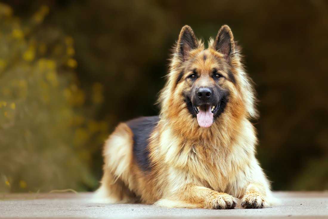 12 Budget Friendly Dog Breeds In India: Affordable and Low-maintenance Dog Breeds
