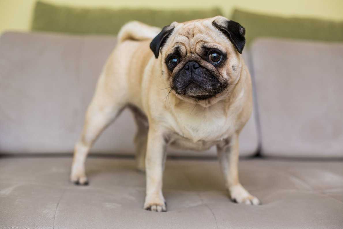 12 Budget Friendly Dog Breeds In India: Affordable and Low-maintenance Dog Breeds