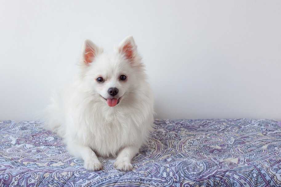 12 Budget Friendly Dog Breeds In India: Affordable and Low-maintenance Dog Breeds