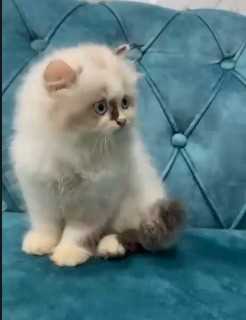Ragdoll For Sale In Nagpur