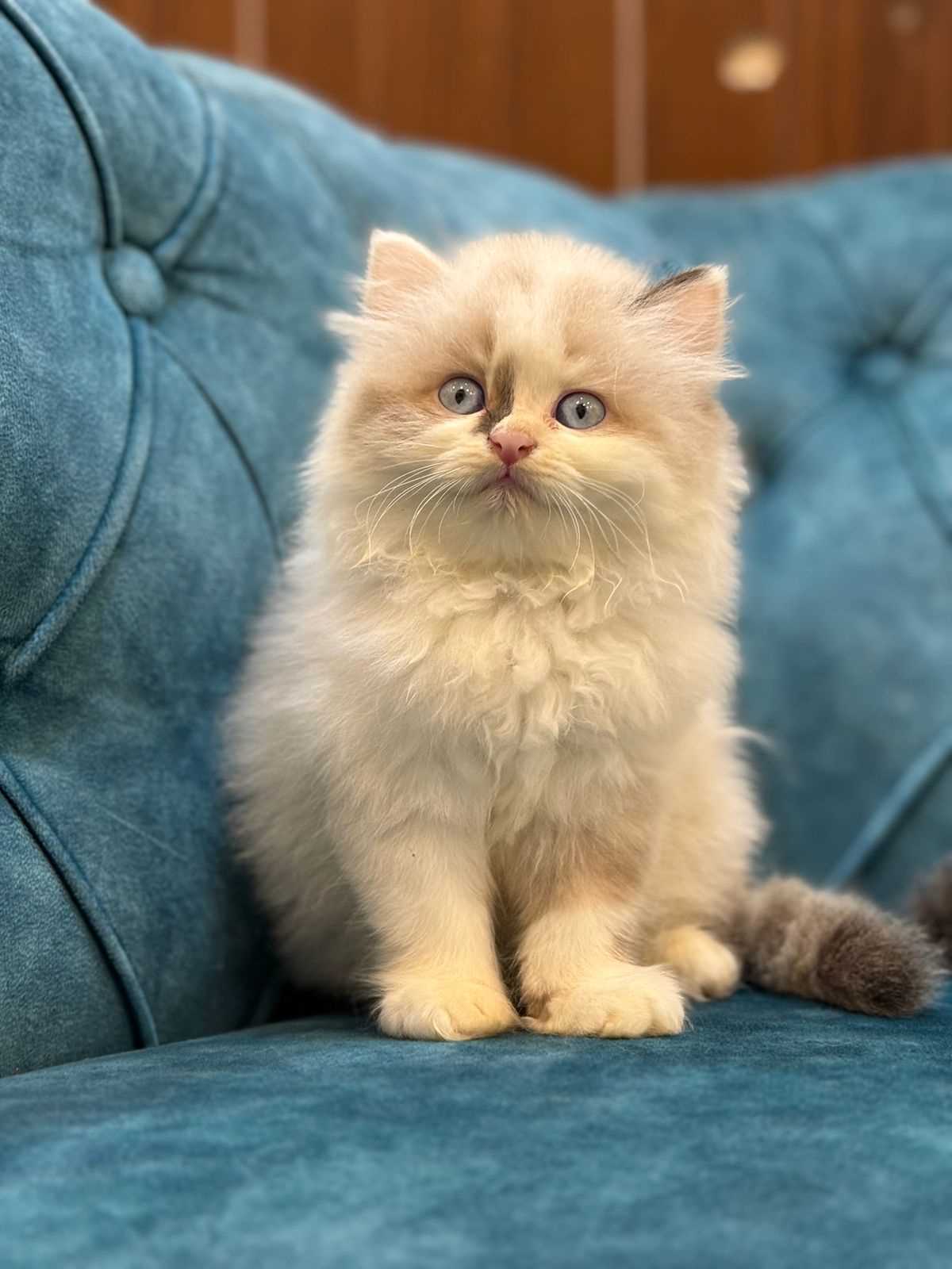 Ragdoll For Sale In Nagpur