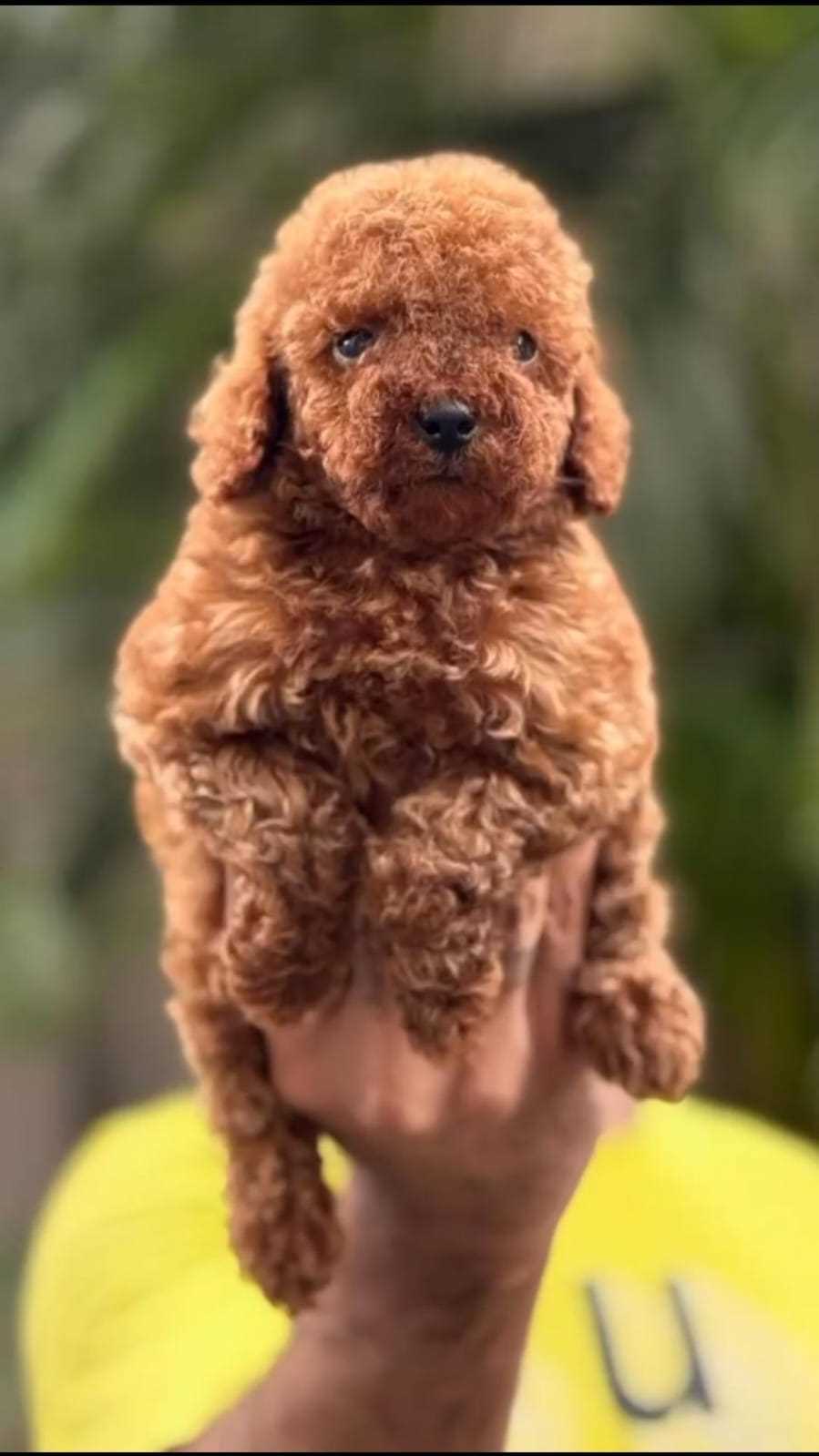 Toy Poodle For Sale In Aligarh UP