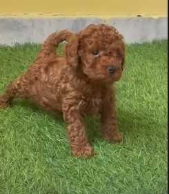 Toy Poodle For Sale In Aligarh UP