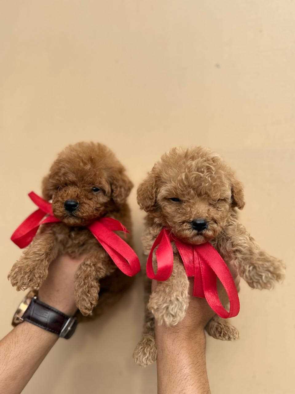 Toy Poodle For Sale In Aligarh UP