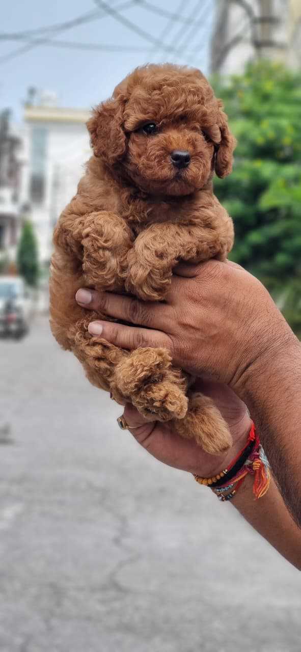 Toy Poodle For Sale In Aligarh UP