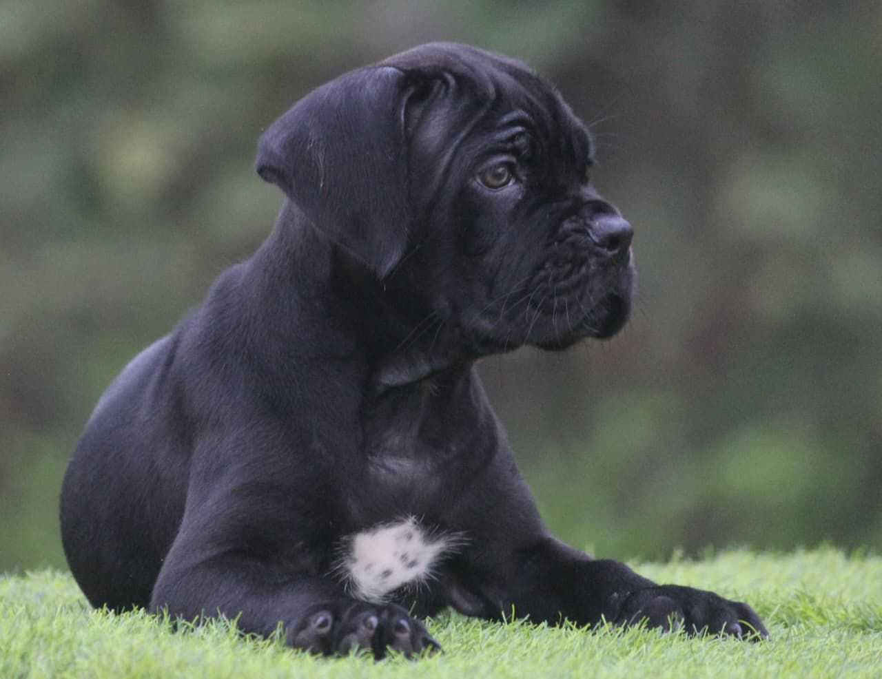 Getting a Cane Corso